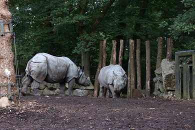 Photo of Pair of adorable big rhinoceros in zoological garden