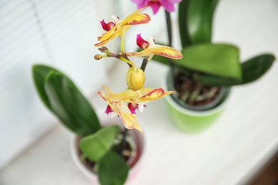 Photo of Beautiful tropical orchid flower in pot on windowsill, closeup