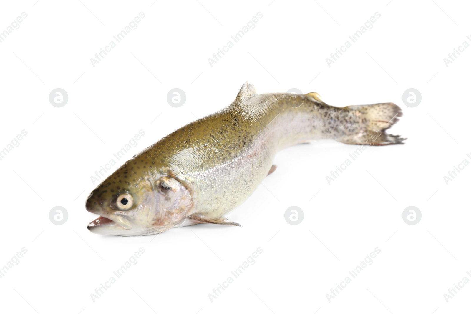 Photo of Raw cutthroat trout fish isolated on white