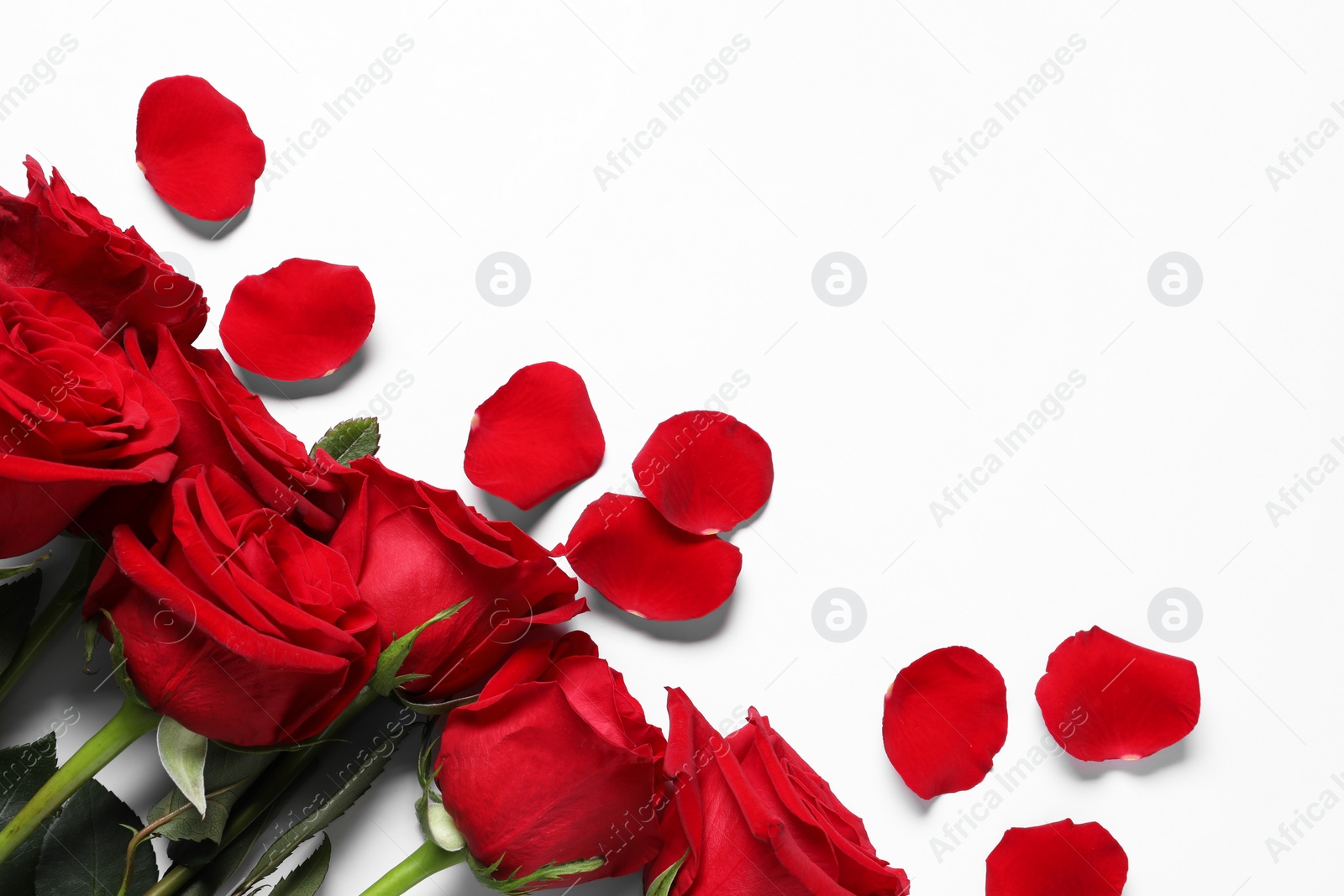 Photo of Beautiful red roses and petals on white background, top view. Space for text