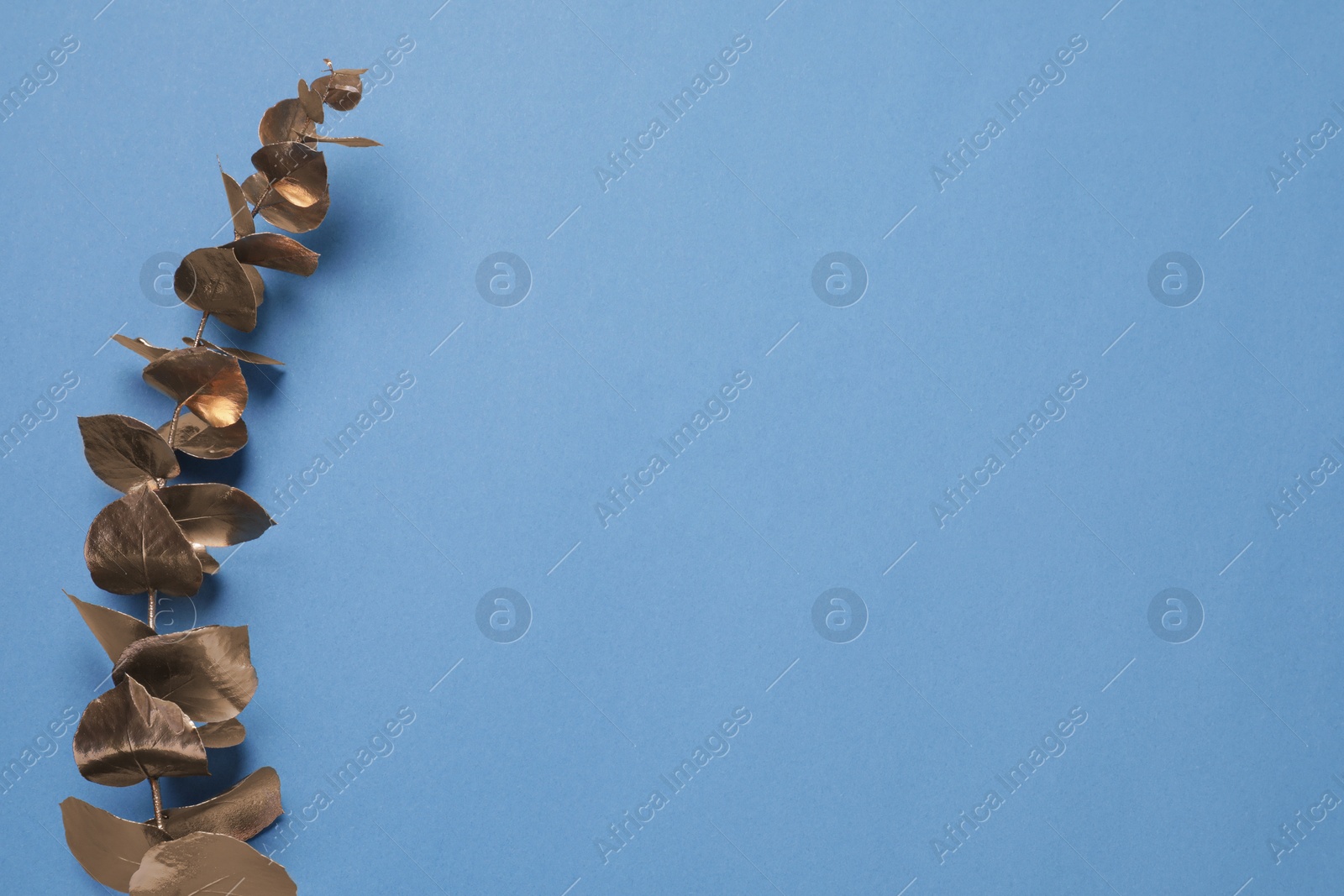 Photo of Golden eucalyptus branch on light blue background, top view. Space for text