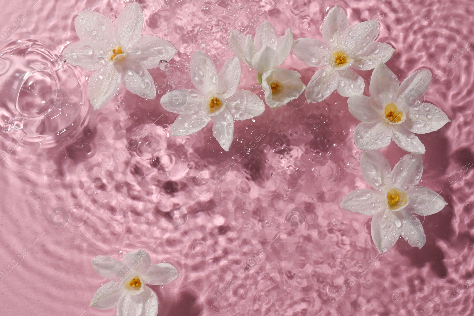 Photo of Beautiful daffodils in water on pink background, top view