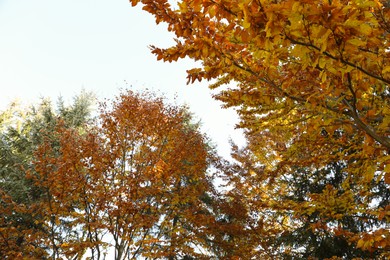 Beautiful trees with orange leaves in forest. Autumn season