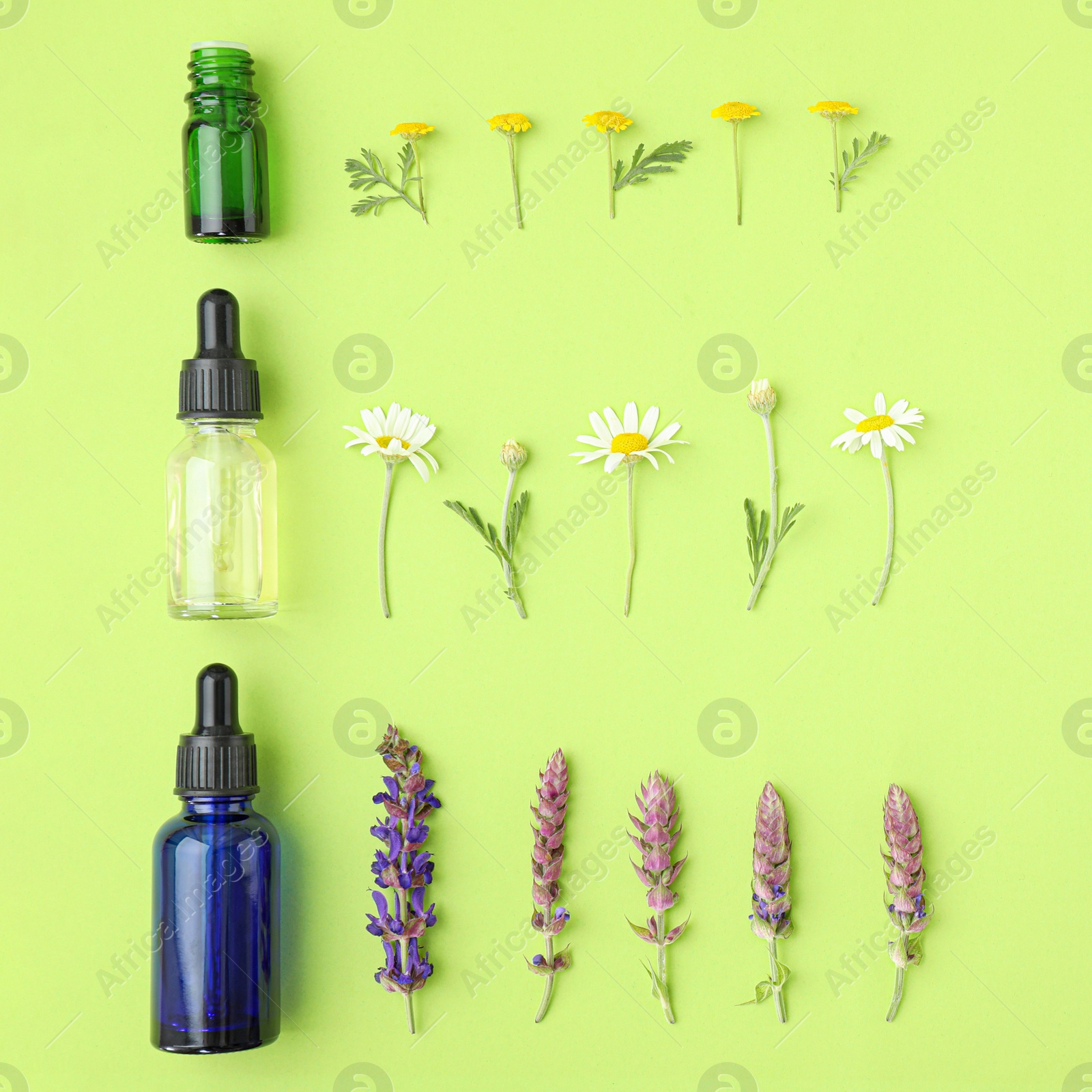 Photo of Bottles of different essential oils and wildflowers on color background, flat lay. Space for text