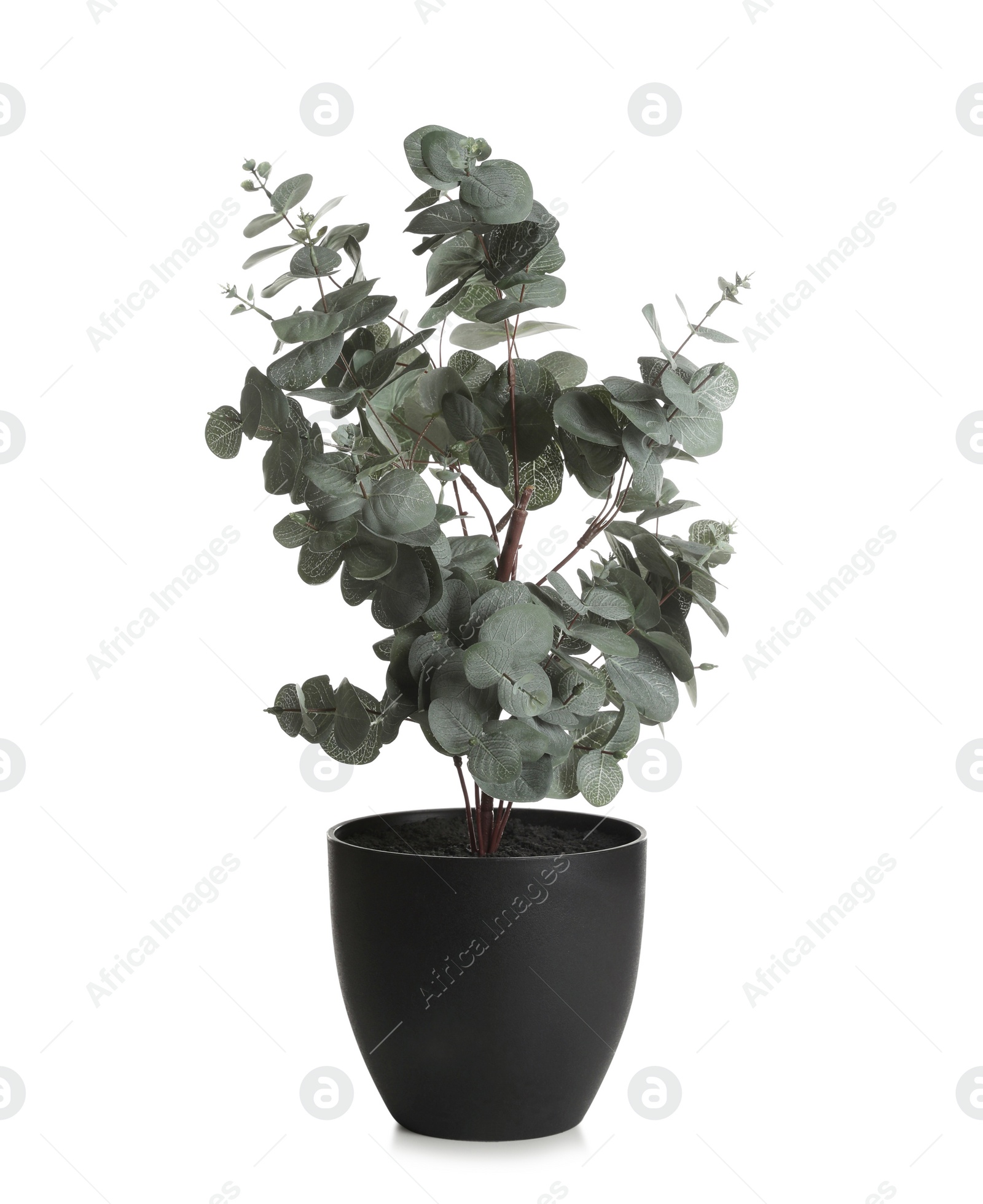 Photo of Pot with eucalyptus isolated on white. Home decor