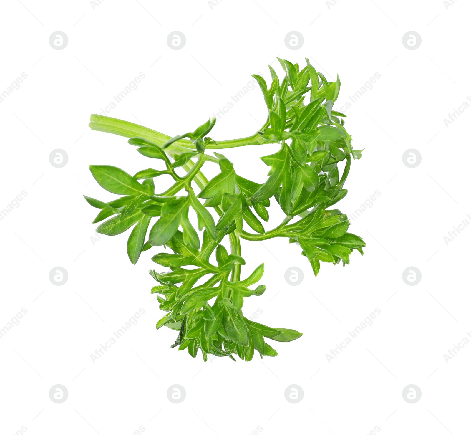 Photo of Aromatic fresh green parsley on white background