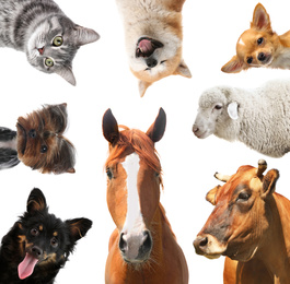 Image of Collage with horse and other pets on white background