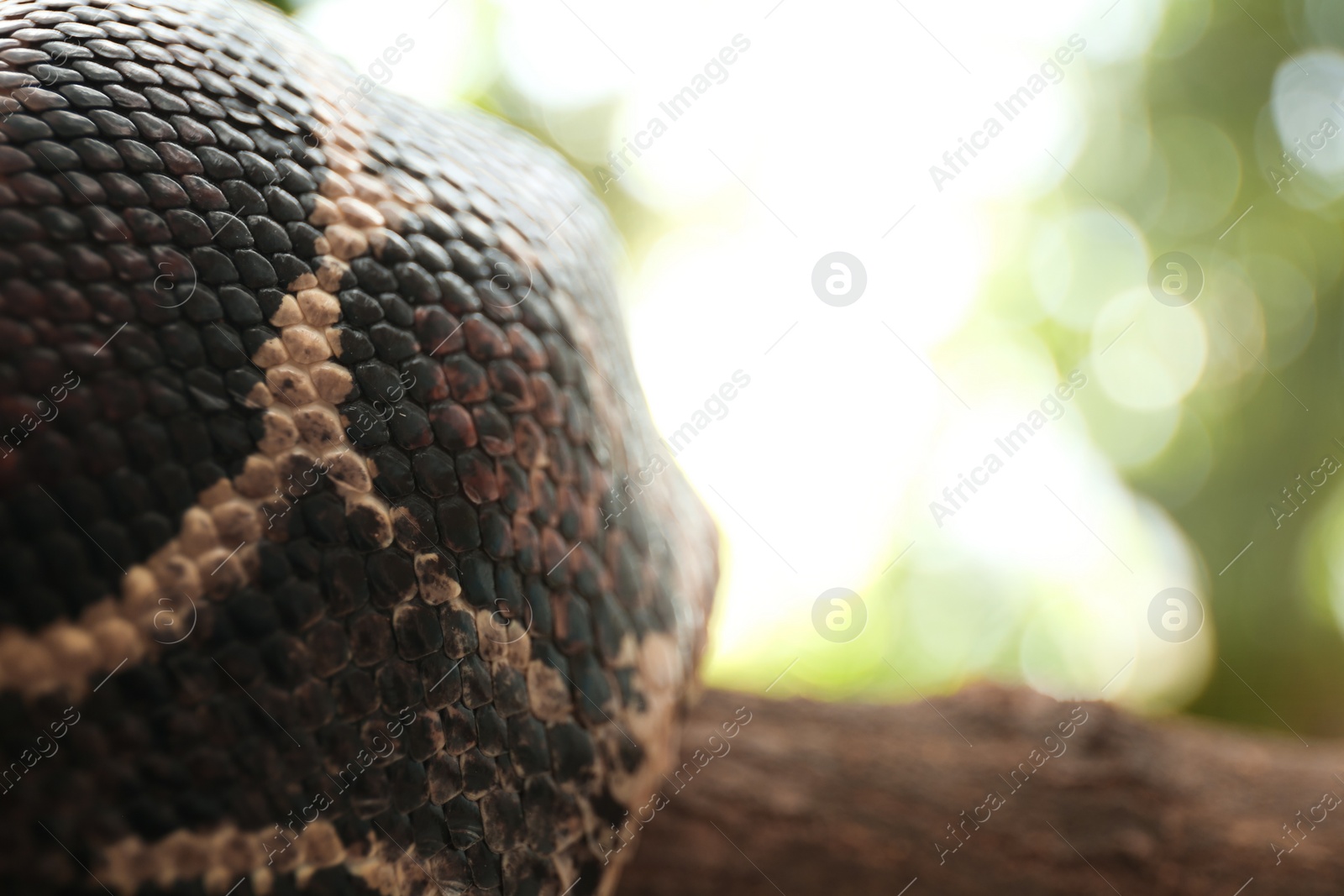 Photo of Brown boa constrictor outdoors, closeup with space for text. Exotic snake