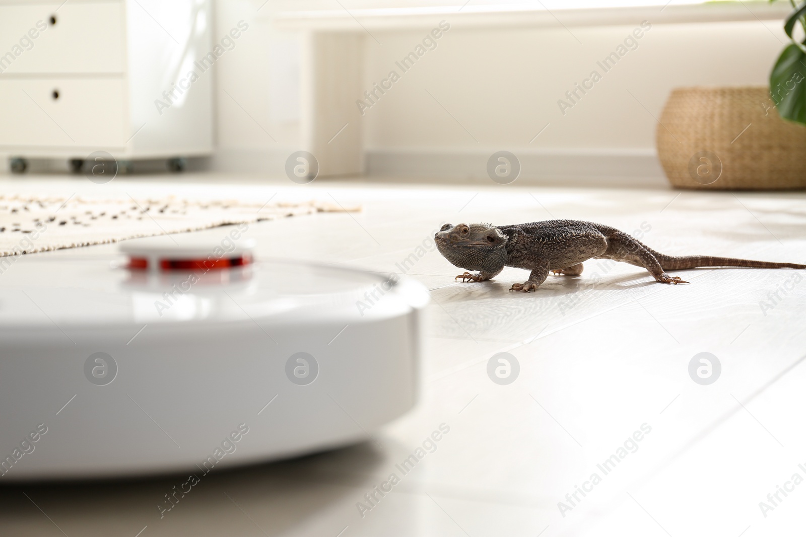 Photo of Robotic vacuum cleaner and bearded dragon lizard indoors