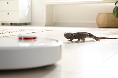 Robotic vacuum cleaner and bearded dragon lizard indoors