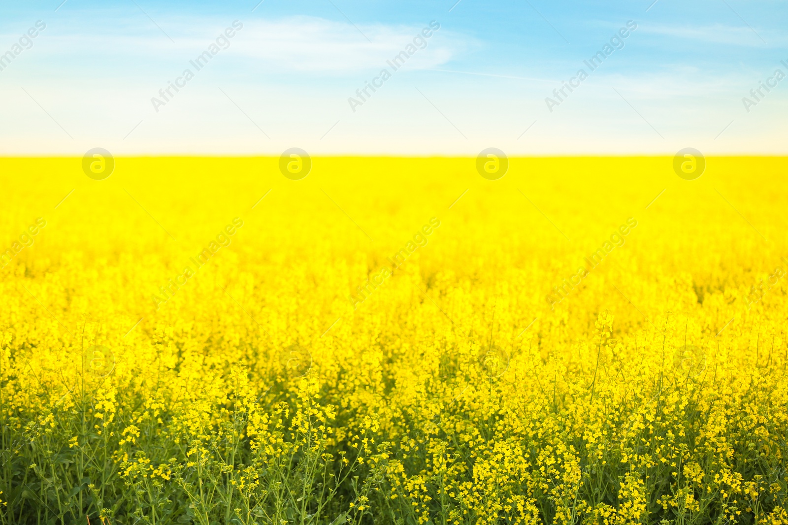 Photo of Field with blossoming flowers on spring morning