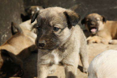 Photo of Stray puppies outdoors on sunny day, closeup. Baby animals