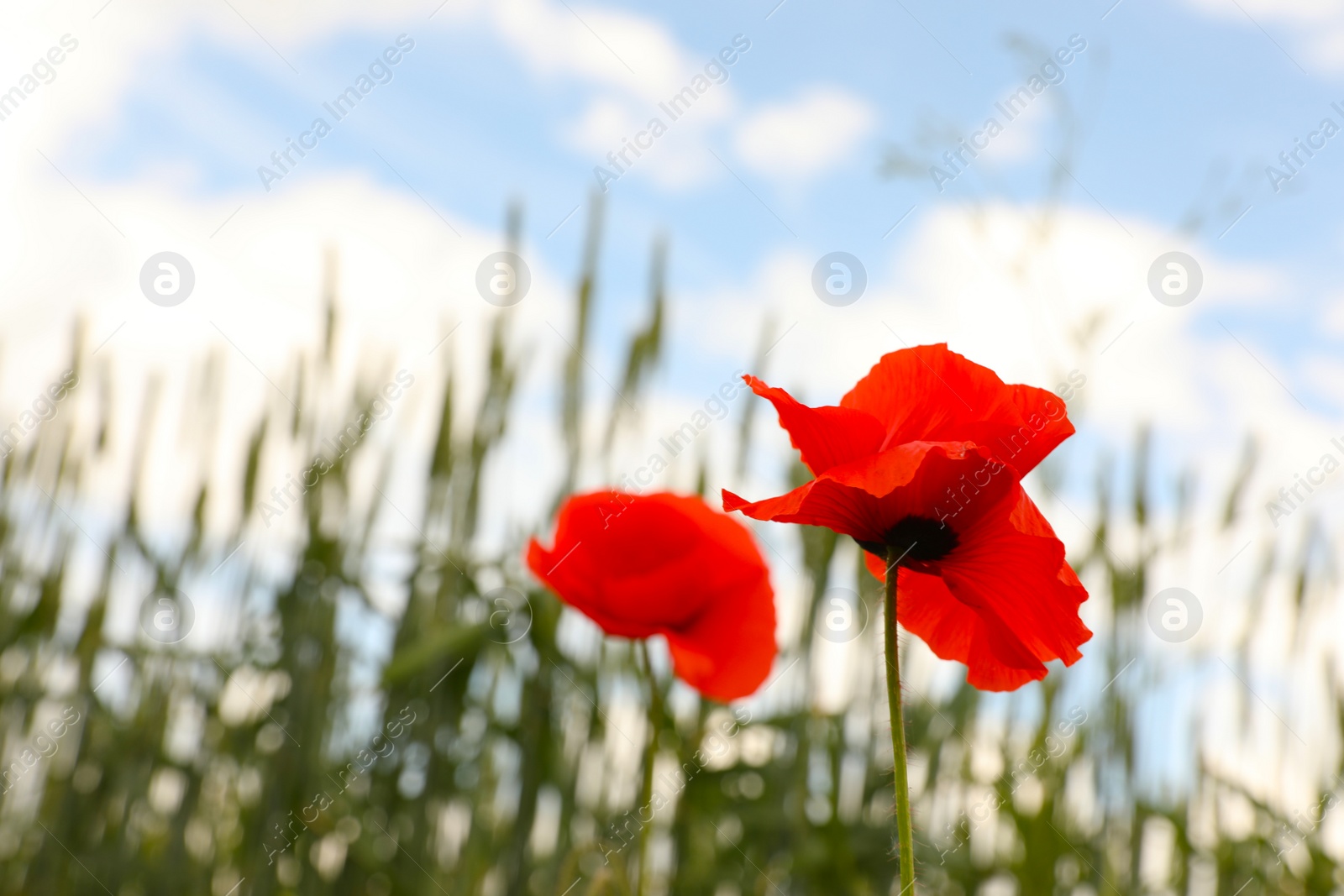 Photo of Beautiful red poppy flowers growing in field, closeup. Space for text