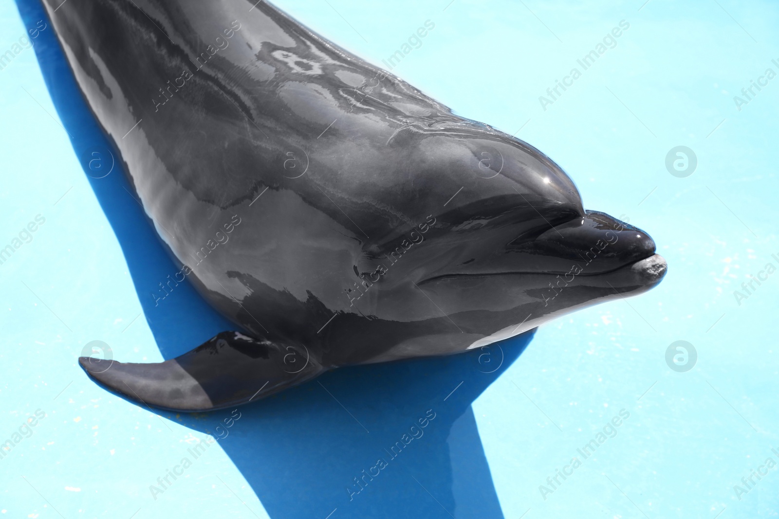 Photo of Cute grey dolphin at poolside on sunny day, closeup