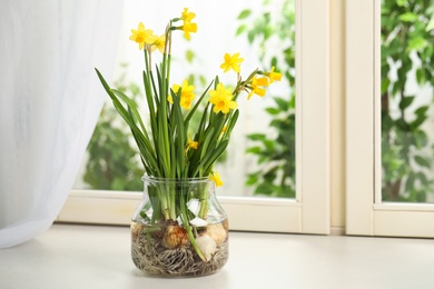 Photo of Beautiful narcissus flowers with bulbs in glassware on window sill
