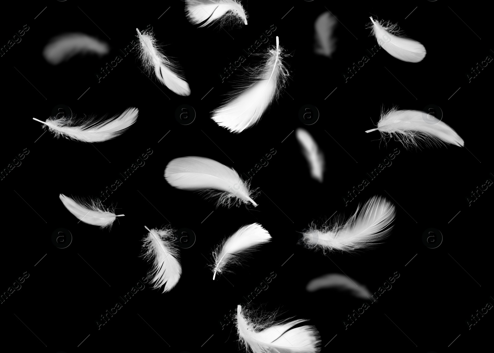 Image of Fluffy bird feathers falling on black background