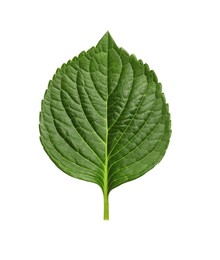 Photo of Fresh green hortensia leaf isolated on white