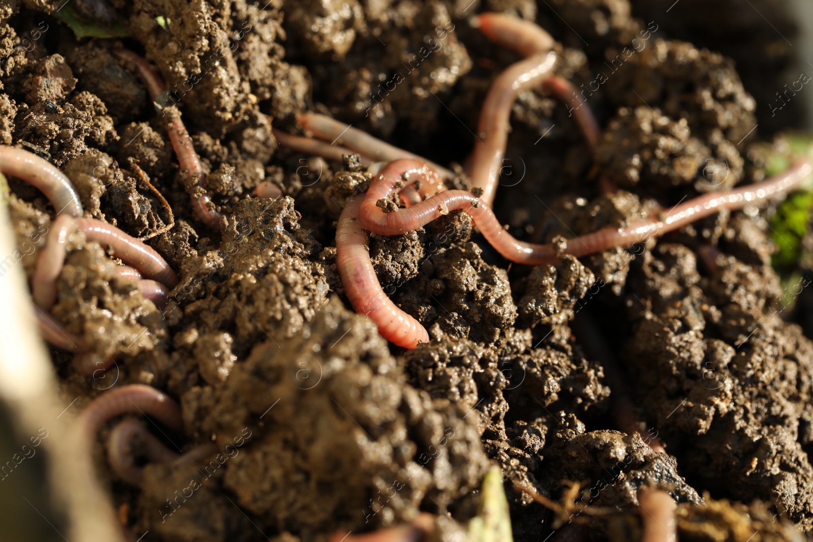 Photo of Many worms crawling in wet soil on sunny day, closeup