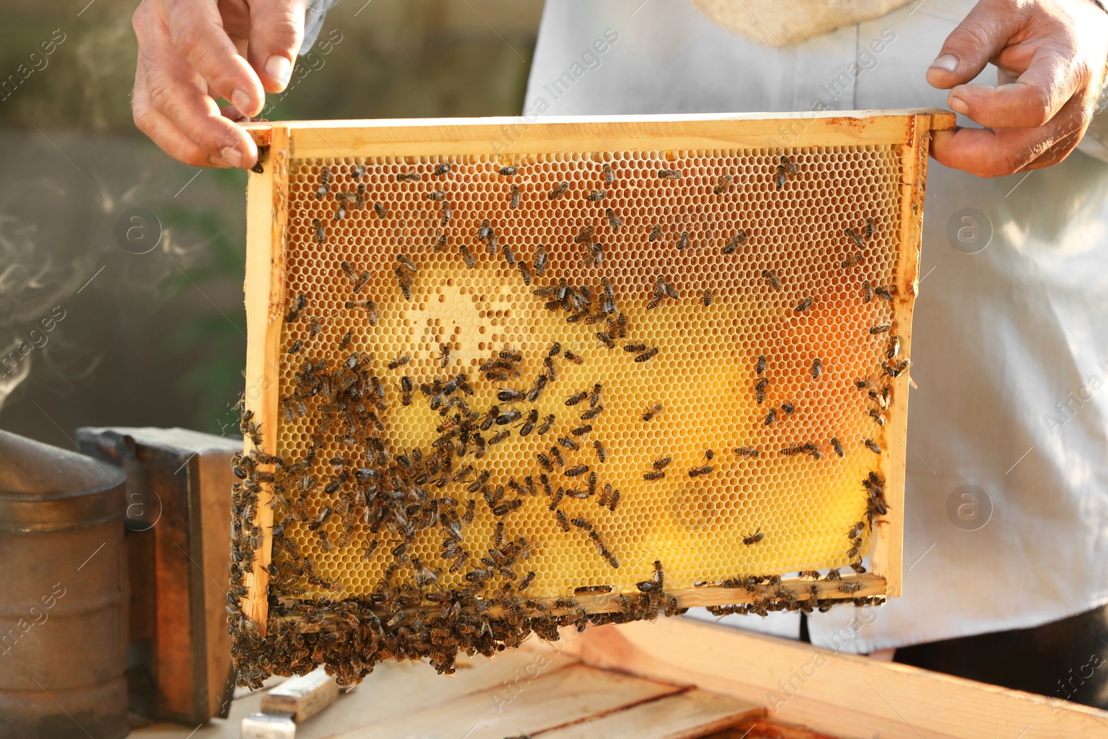 Photo of Beekeeper taking frame from hive at apiary, closeup