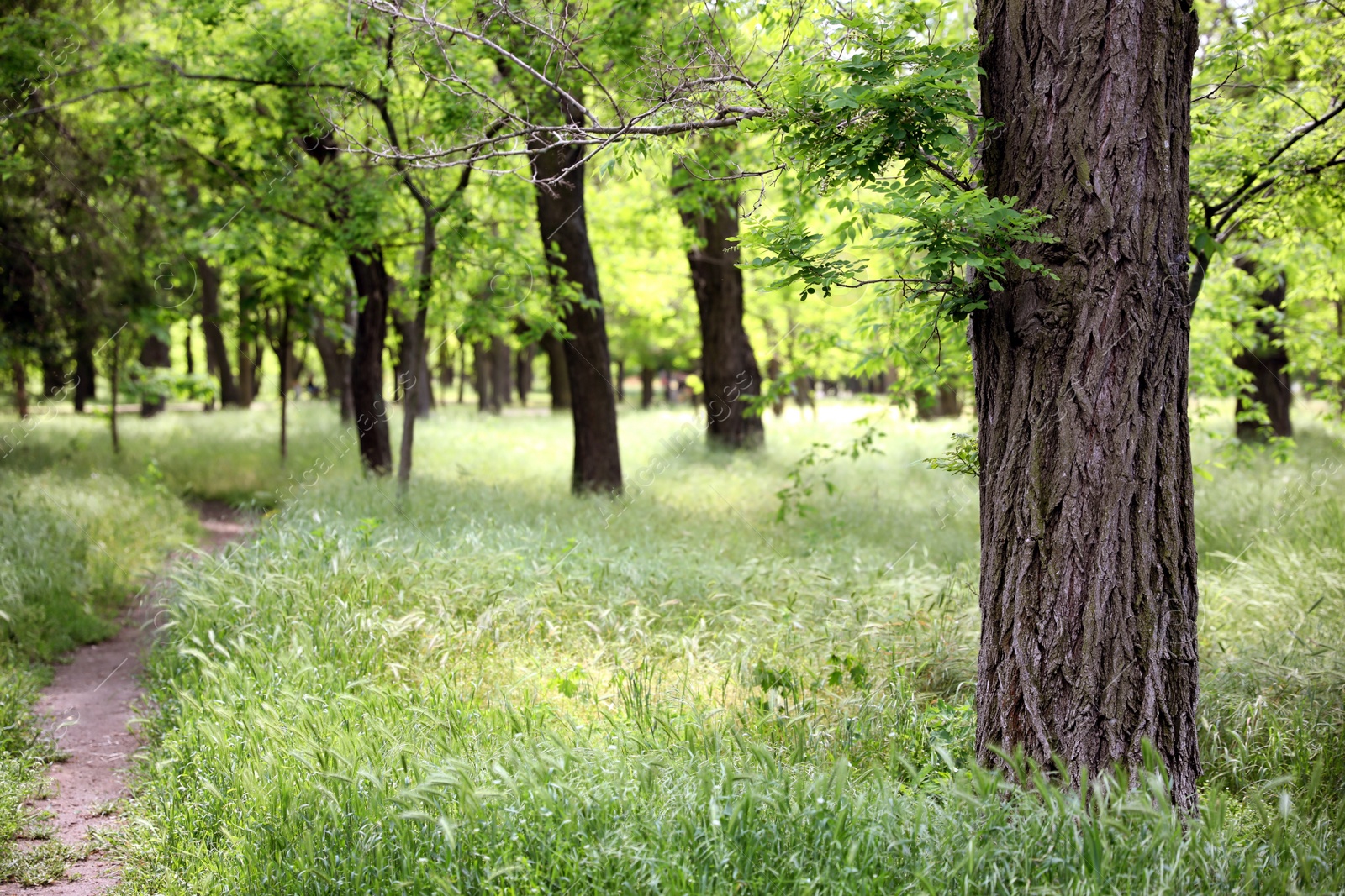 Photo of Beautiful view of park with trees and green grass