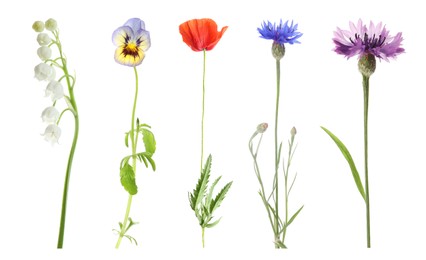 Image of Collection of different beautiful wild flowers on white background