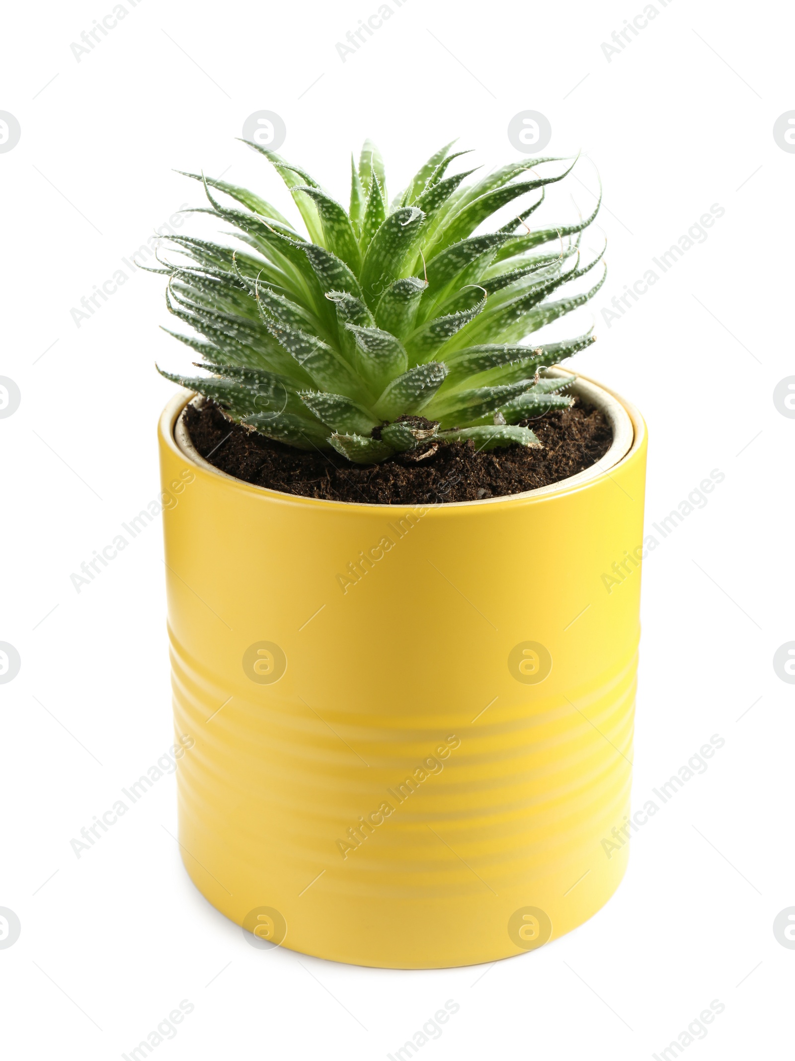 Photo of Beautiful succulent plant in painted tin can isolated on white. Home decor