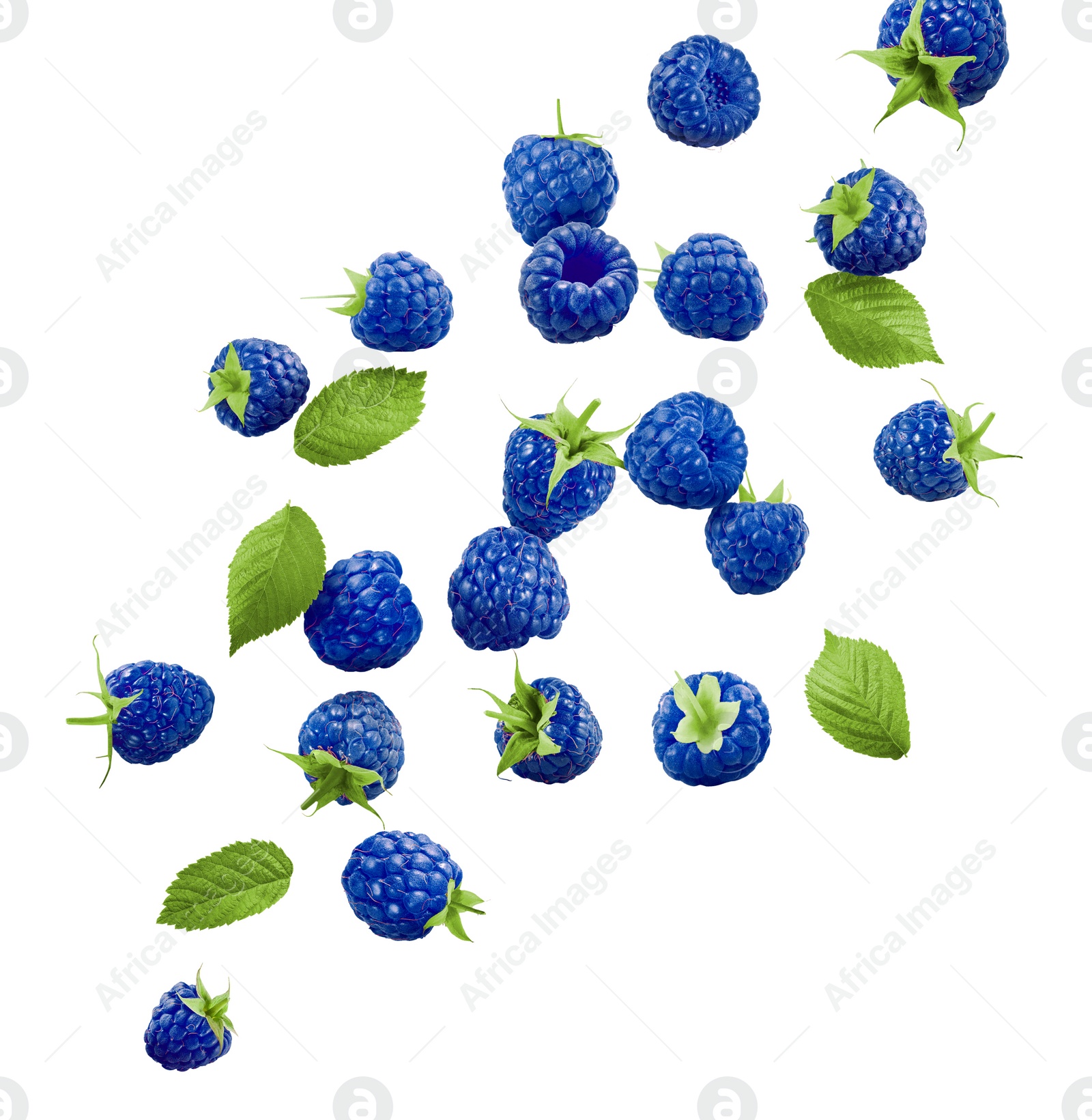 Image of Many fresh blue raspberries and green leaves falling on white background