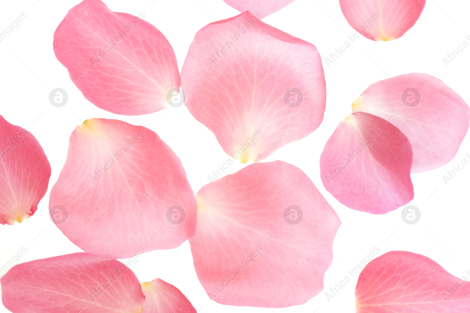 Photo of Fresh pink rose petals on white background, top view