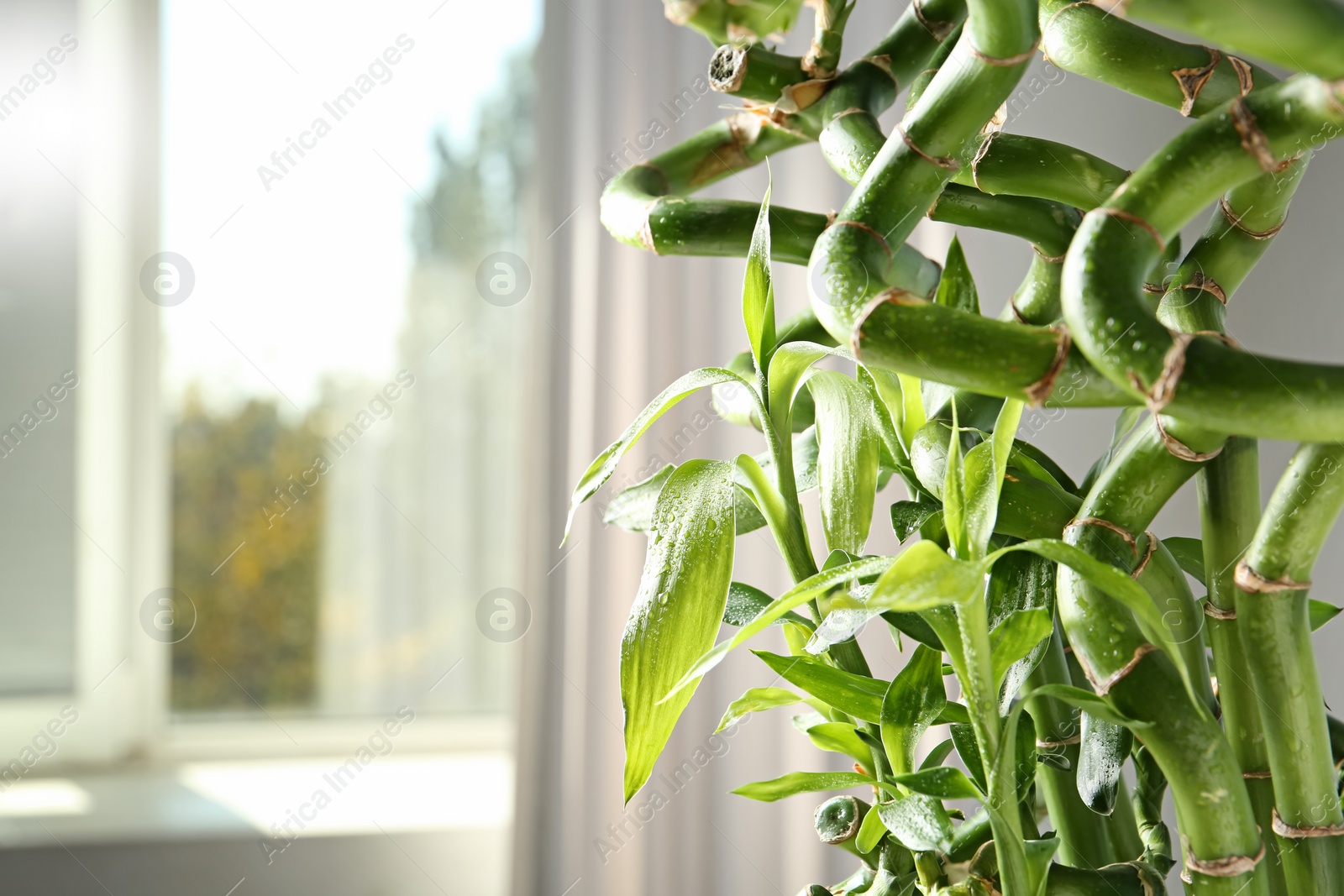 Photo of Green bamboo plant on blurred background, closeup. Space for text