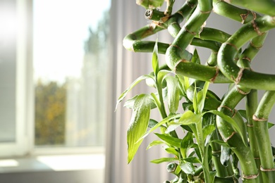 Photo of Green bamboo plant on blurred background, closeup. Space for text