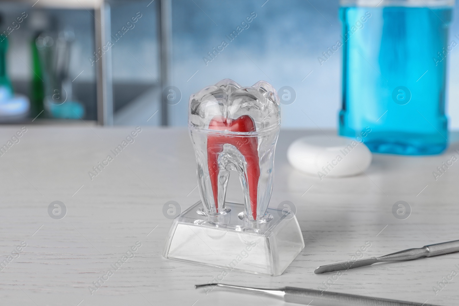 Photo of Tooth model and dentist tools on table. Space for text