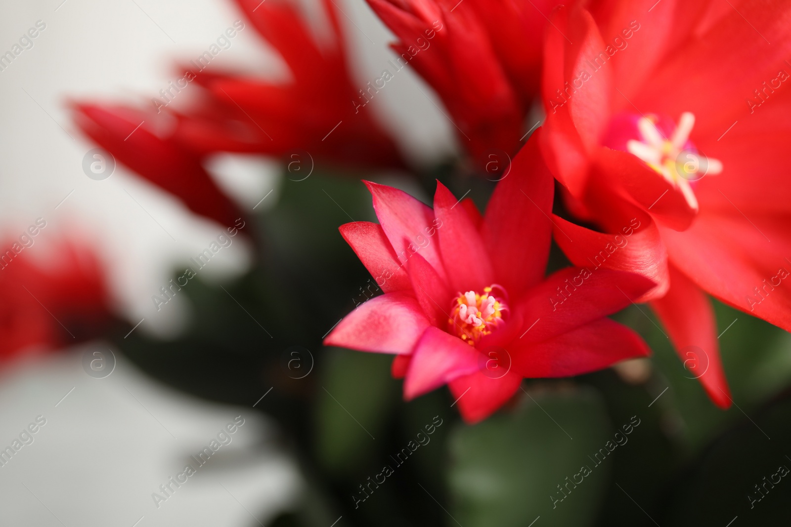 Photo of Beautiful blooming Schlumbergera (Christmas or Thanksgiving cactus), closeup
