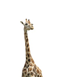Beautiful spotted African giraffe on white background. Wild animal