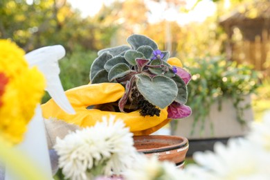 Photo of Woman wearing gloves transplanting flower into pot in garden, closeup