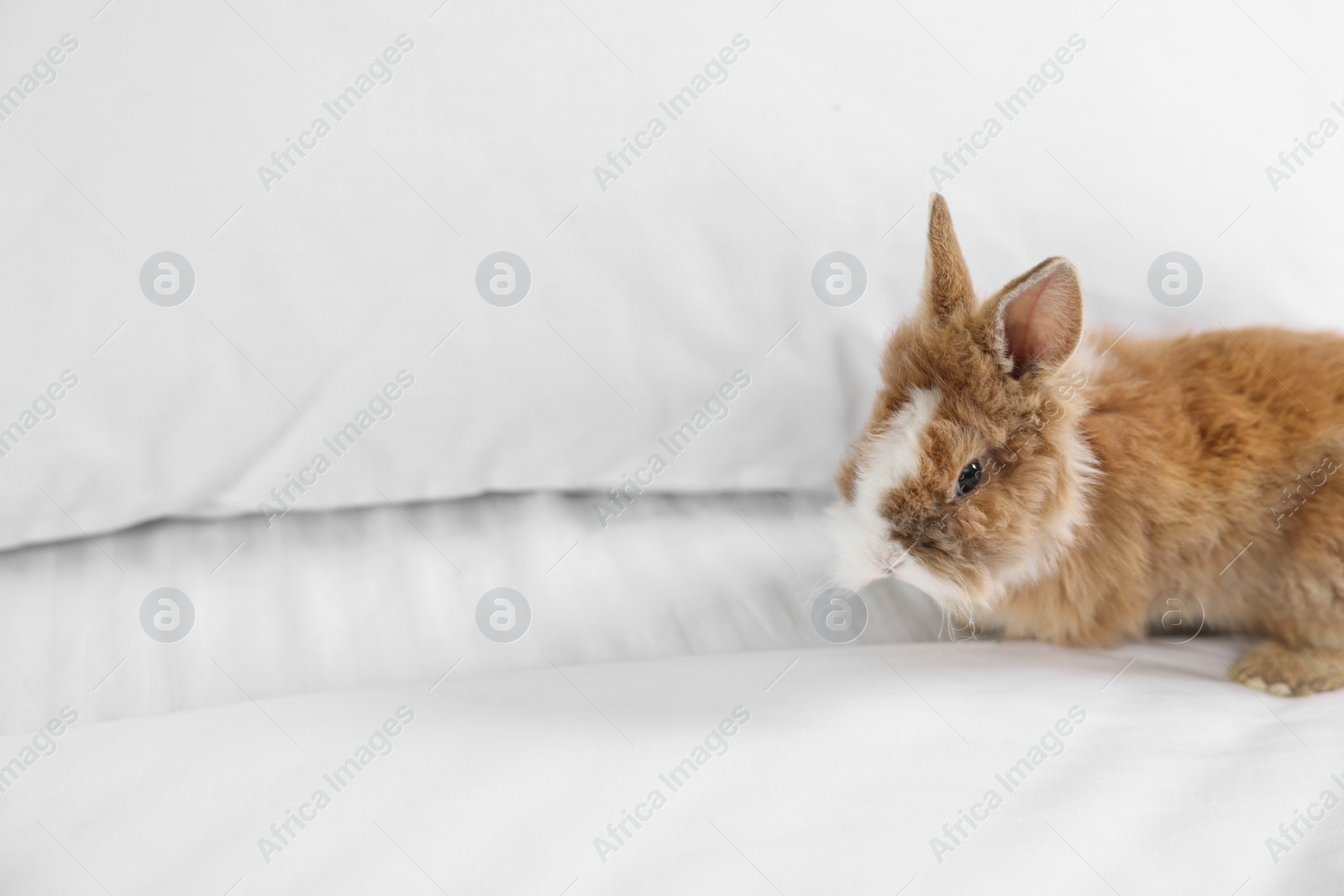 Photo of Cute fluffy pet rabbit on bed. Space for text