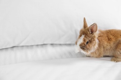 Photo of Cute fluffy pet rabbit on bed. Space for text