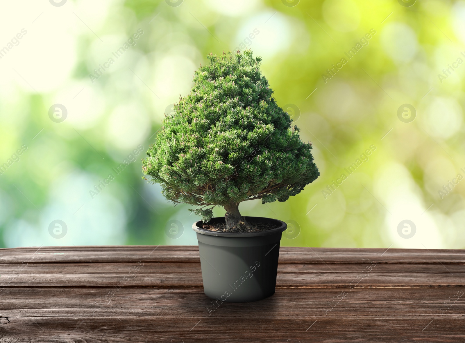 Image of Beautiful bonsai tree in pot on wooden table outdoors