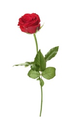 Photo of Beautiful red rose on white background. Funeral symbol