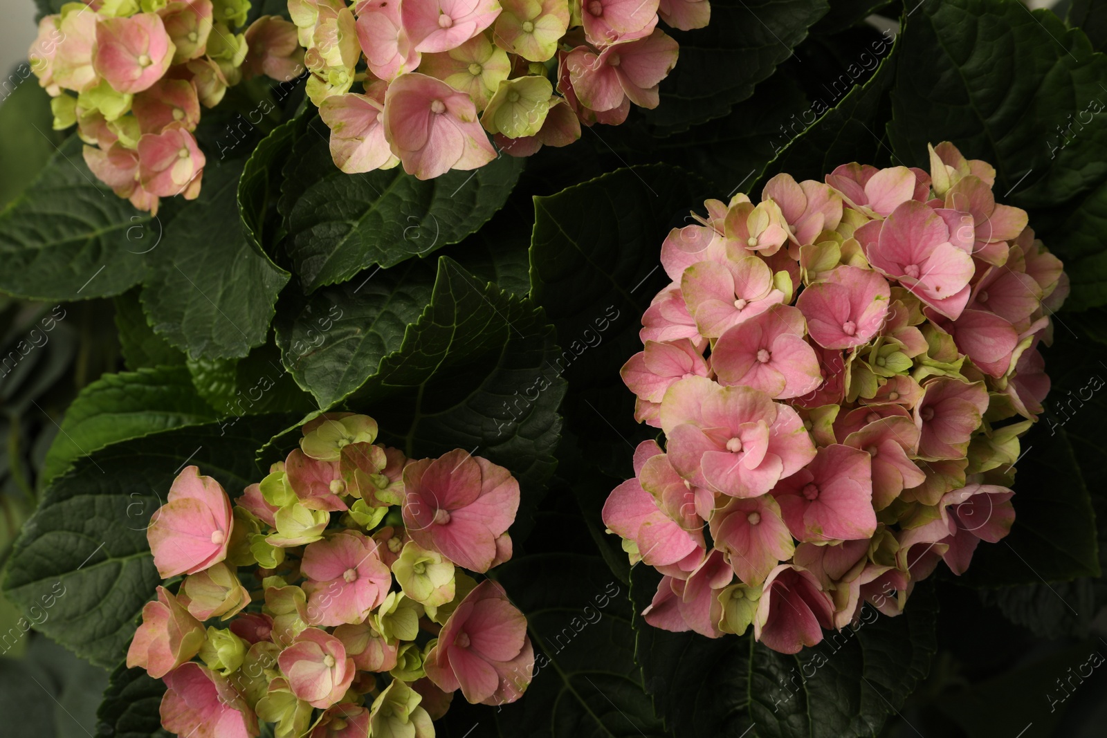 Photo of Hortensia plant with beautiful pink flowers, closeup