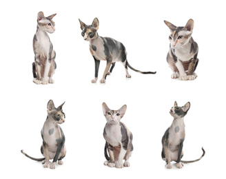 Image of Collage of beautiful Sphynx cat on white background. Lovely pet