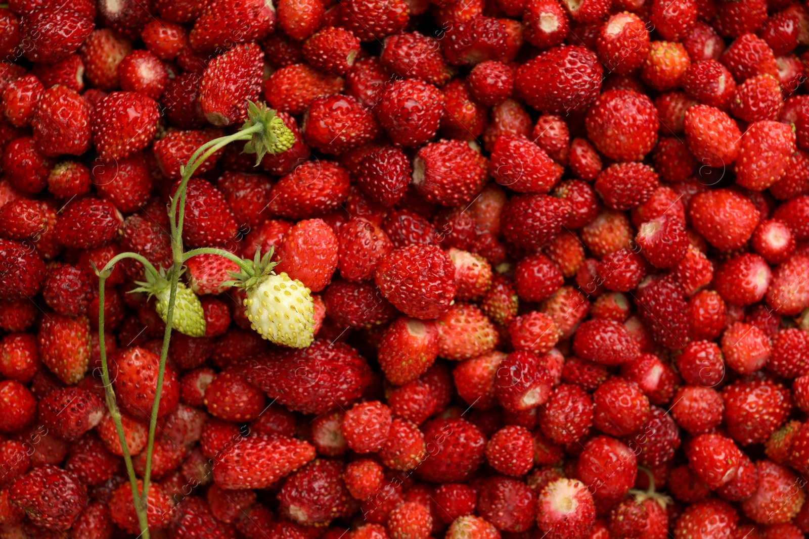 Photo of Many fresh wild strawberries as background, top view