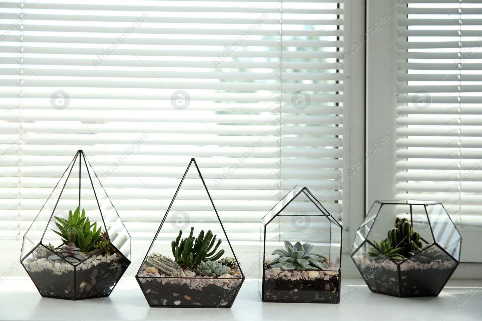 Photo of Glass florarium vases with succulents on white windowsill indoors