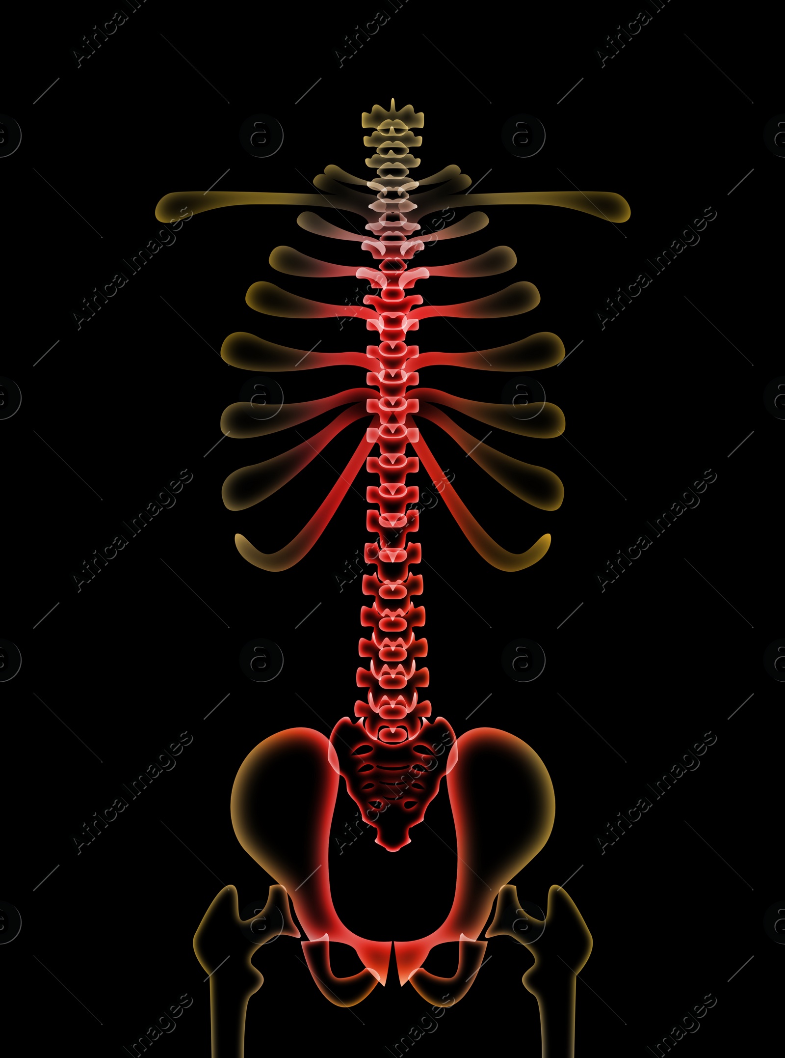 Illustration of  human spine on black background