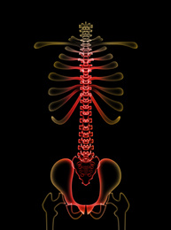 Illustration of  human spine on black background