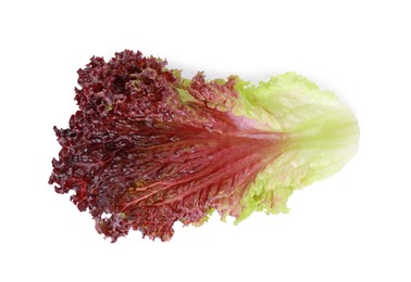 Photo of Leaf of fresh red coral lettuce isolated on white