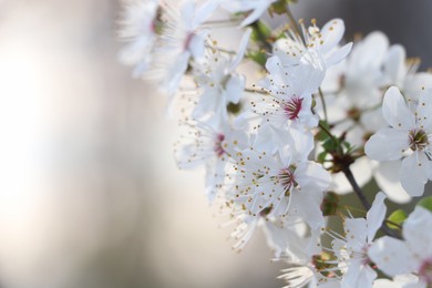 Photo of White blossoms of cherry tree on blurred background, closeup with space for text. Spring season