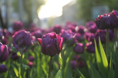 Photo of Beautiful purple tulips growing outdoors on sunny day, closeup. Spring season