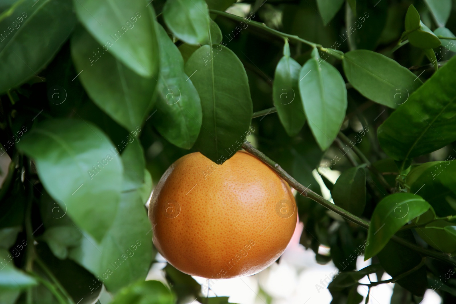 Photo of Ripe grapefruit growing on tree in garden