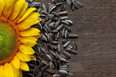 Sunflower seeds and flower on wooden table, flat lay. Space for text