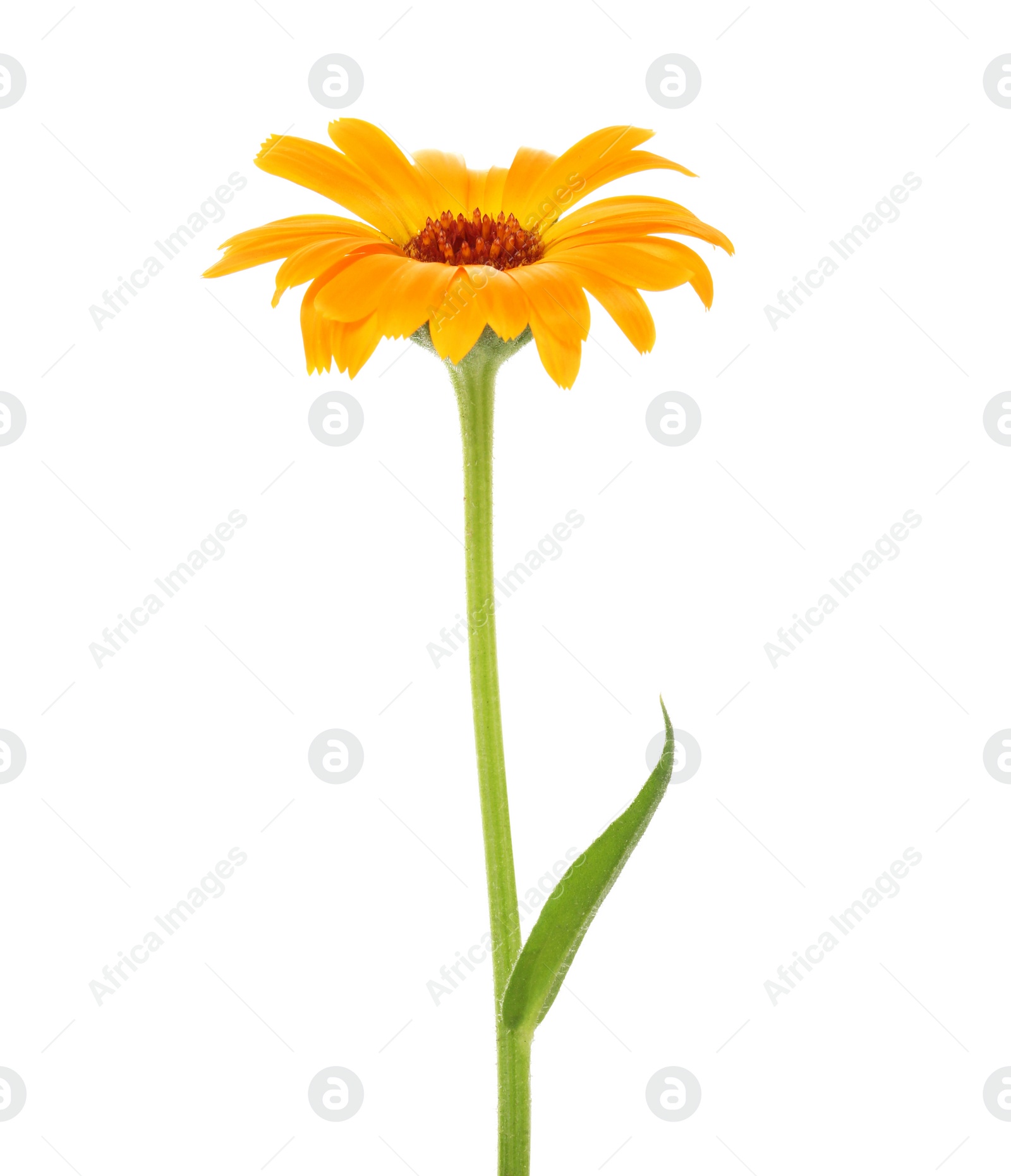 Photo of Beautiful blooming calendula flower isolated on white